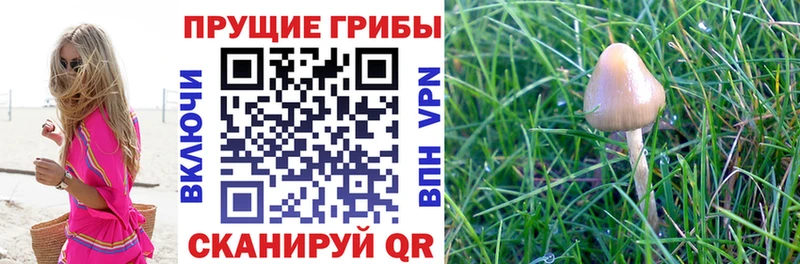 Псилоцибиновые грибы Psilocybine cubensis цены наркотик blacksprut ССЫЛКА Красноармейск